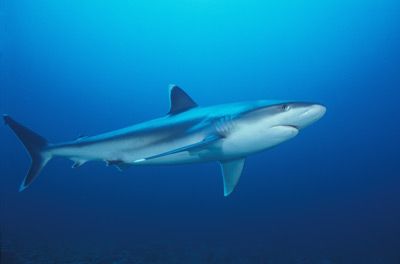 Silvertip Shark (Carcharhinus albimarginatus)