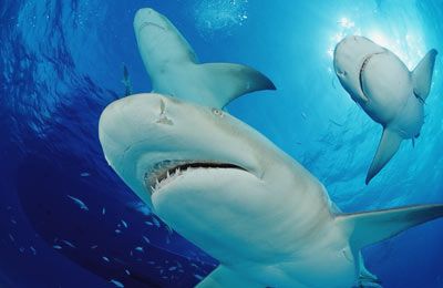 Lemon Sharks (Negaprion brevirostris), Bahamas, Grand Bahama Island, Atlantic Ocean