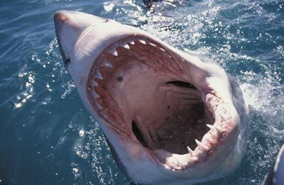 Great White Shark at the surface with its mouth open showing its teeth (Carcharodon carcharias), South Africa, Atlantic Ocean.