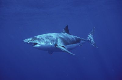 Great White Shark (Carcharodon carcharias), Guadalupe Island, Baja California, Mexico, Pacific Ocean.