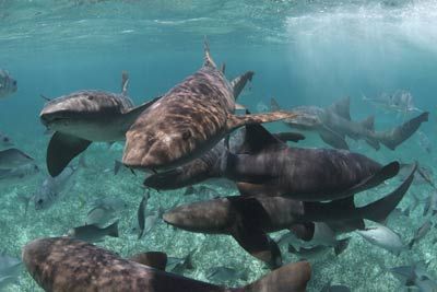 Atlantic Nurse Sharks