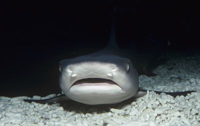 White-tipped Reef Shark head (Triaenodon obesus), Carcharhinidae, Tropical Indo-Pacific.