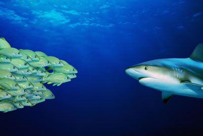 French grunts (Haemulon flavolinetum) and Caribbean reef shark (Carcharhinus perezi) underwater