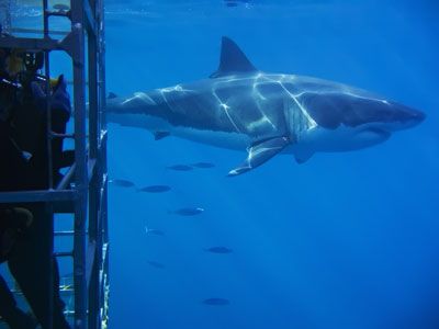 Great white shark swimming past cage full of tourists