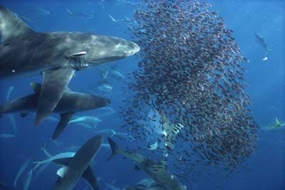 Bronze Whaler Shark (Carcharius brachyurus) offshore feeding frenzy, Wenman Island, Galapagos Islands