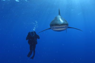 An oceanic whitetip shark swims past a diver.
