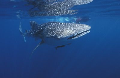 Whale Shark (Rhincodon typus), Western Australia, Indian Ocean.