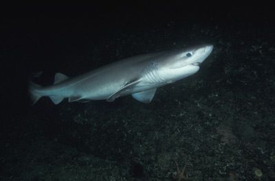 Sixgill Shark (Hexanchus griseus).