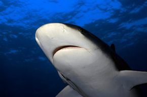 When it comes to sharks, the nose knows. Here you can see the two slits that are the shark's nares, or nasal cavities, located on the white underside.