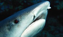 When it comes to sharks, the nose knows. Here you can see the two slits that are the shark's nares, or nasal cavities, located on the white underside.