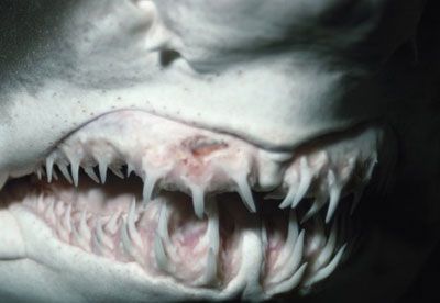 Sand tiger shark