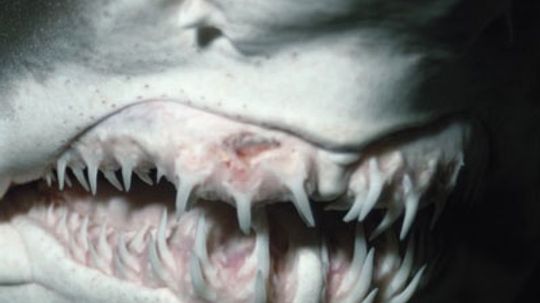 Why do people collect shark teeth?