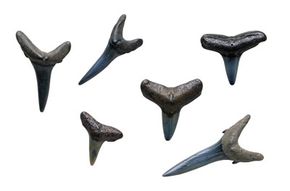Fossilized shark teeth