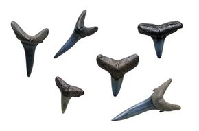 Megalodon tooth value