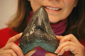 The size of a megalodon shark tooth is frightening.