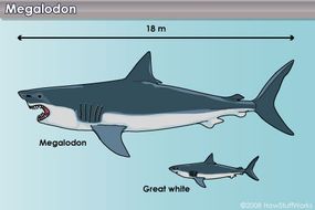 The megalodon compared to a typical great white