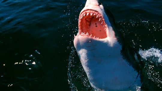 Amazing Animals: Shark Attack Quiz