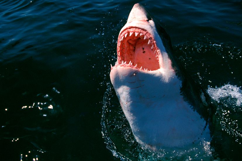 Amazing Animals: Shark Attack Quiz