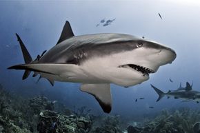 Grey reef sharks hunt for lionfish off the coast of Roatan Island, near Honduras in the Caribbean Sea.