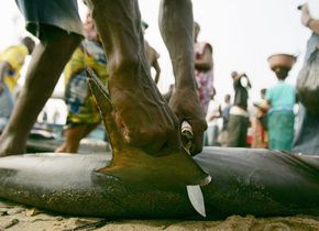 在Abobodoume的鱼市上，一名渔民正在割鲨鱼的鳍。鲨鱼的鳍被晒干，然后出口到亚洲国家，尤其是中国和日本。＂width=