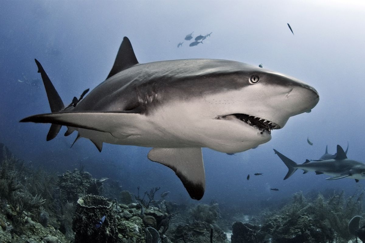 white tip reef shark teeth