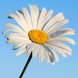 This Shasta daisy looks perfect against the blue sky.