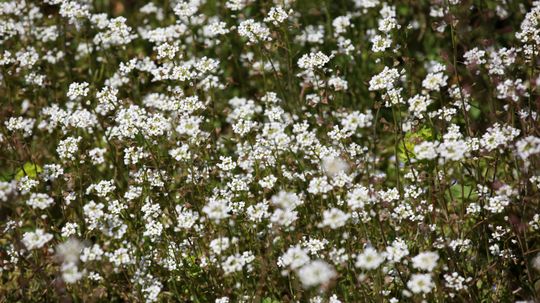 Shepherd's Purse: Herbal Remedies