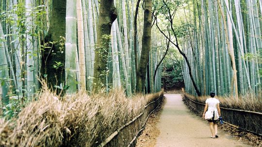 Shinrin-yoku：森林沐浴的舒缓实践“border=