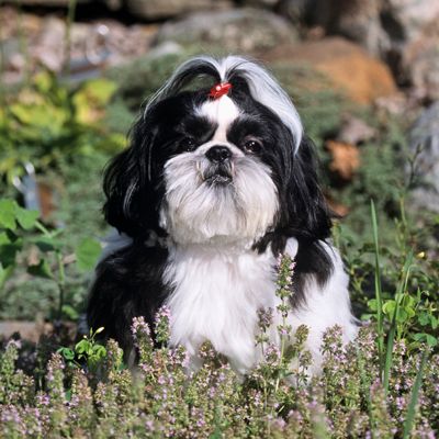 Shih Tzu variety of a toy domestic dog