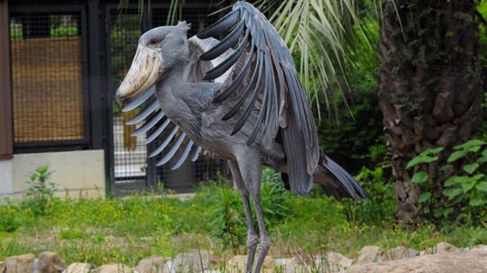 The Freaky and Formidable Shoebill Stork Is One Strange Bird