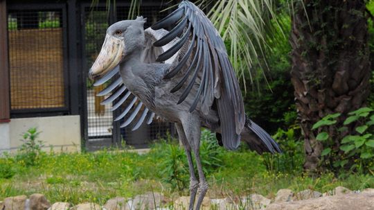 The Shoebill Stork: One Freaky and Formidable Bird