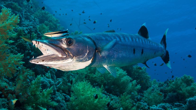 Great barracuda