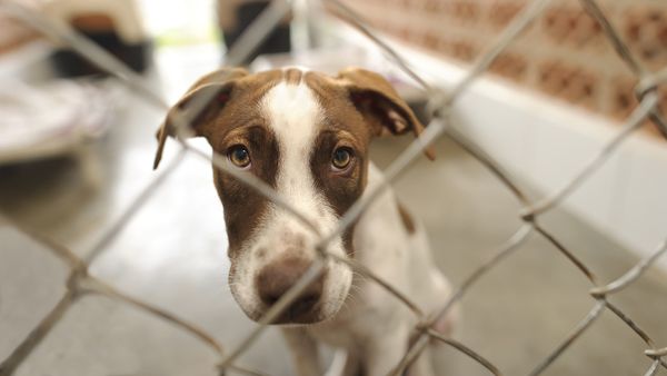 A brown and white dog sits inside behind a chain link fence while looking sadly at the camera.