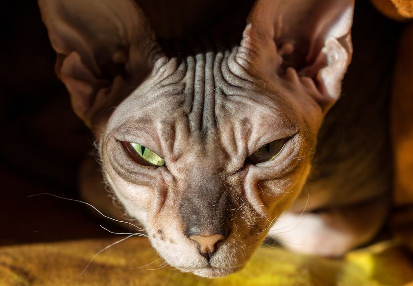 cat