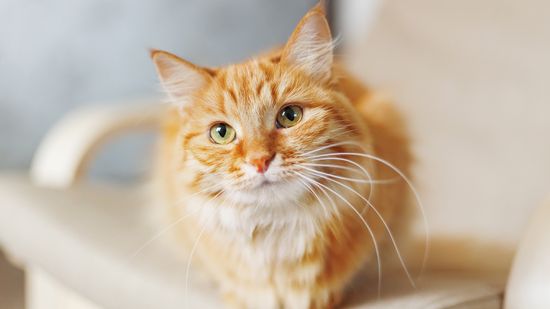 6 Facts About Ginger Cats (Plus 2 Bonus Tidbits)