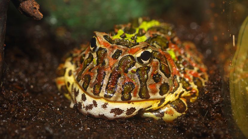 Argentine horned frog