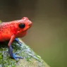 12 Colorful Frog Species: From Tie-dyed Designs to Rare Hues
