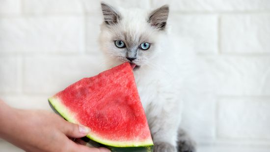 Can Cats Eat Watermelon Rind or Seeds?