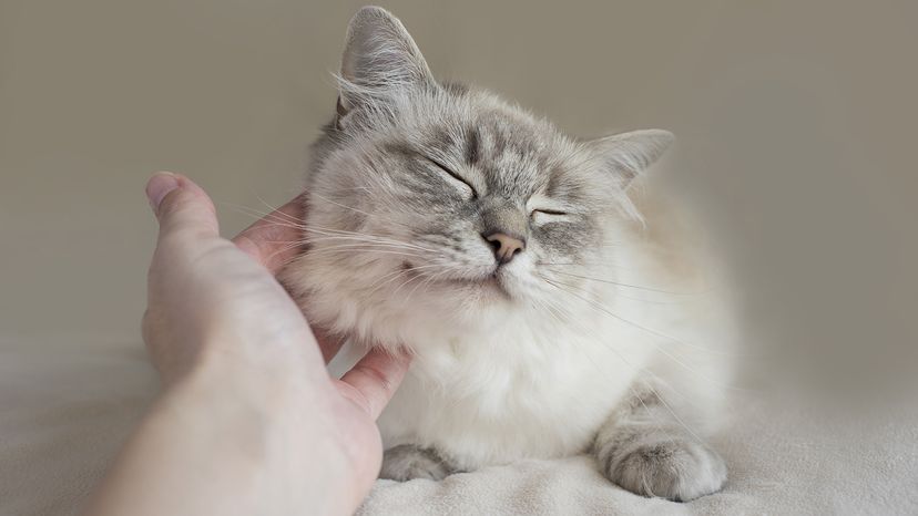Cat being pet