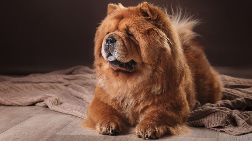 Chow Chow