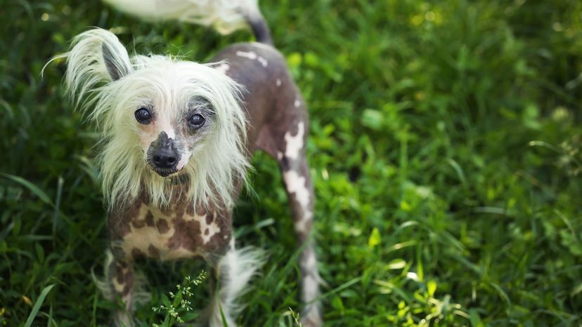 Chinese crested dog