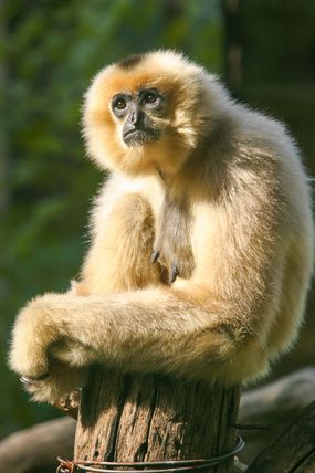 Primate with light fur and a dark face sitting on a wooden post