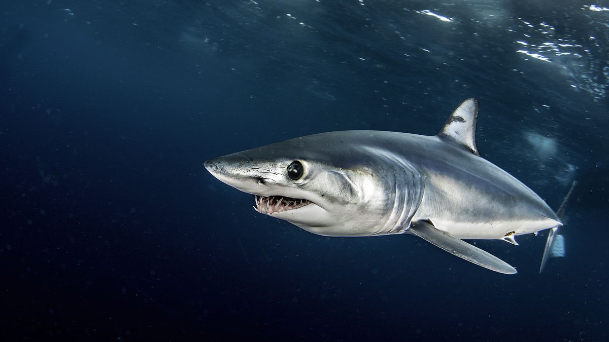 The Fastest Shark in the World Swims Faster Than You Bike | HowStuffWorks