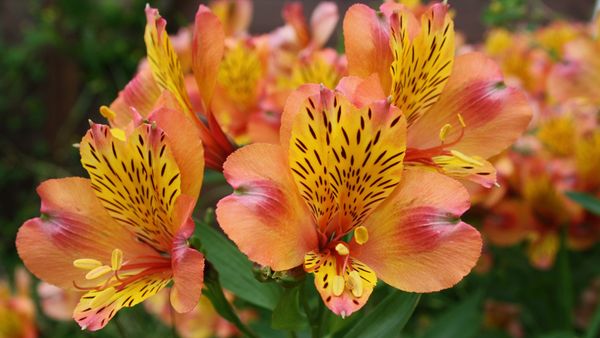 6 Longest-lasting Flowers for Gifts and Homes