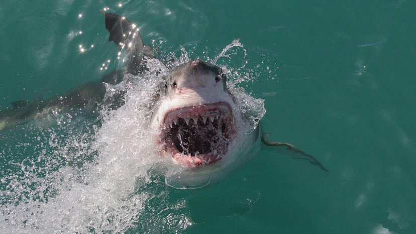 shark