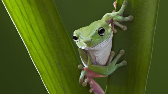 A Tree Frog Can Breathe Through Its Skin