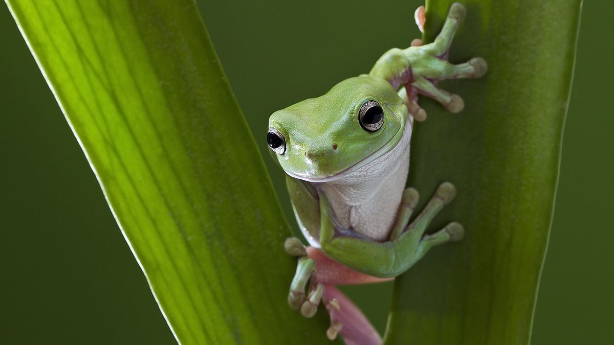 Red-Eyed Tree Frog | Rainforest Alliance, image size:1200x675