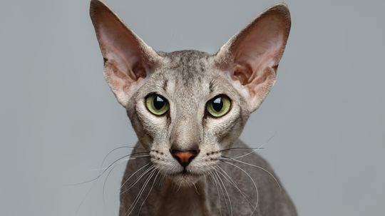 6 Hairless Cat Breeds (That Aren't Actually Entirely Bald)