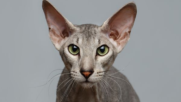 6 Hairless Cat Breeds (That Aren't Actually Entirely Bald)