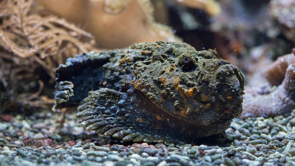 The Stonefish Hides in Plain Sight and Packs a Painful Sting